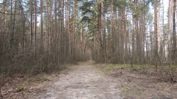 Tagsüber Straße im Wald, Zeitlupe — Stockvideo