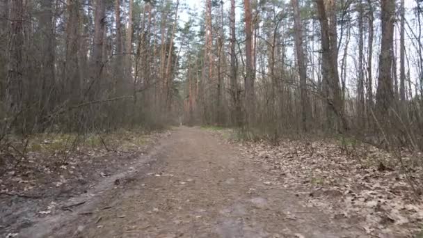 Tagsüber Straße im Wald, Zeitlupe — Stockvideo