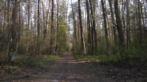 Camino en el bosque durante el día, cámara lenta — Vídeo de stock