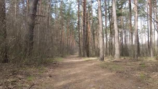 Overdag weg in het bos, slow motion — Stockvideo
