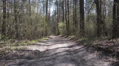 Gün boyunca ormanda yol, ağır çekim.