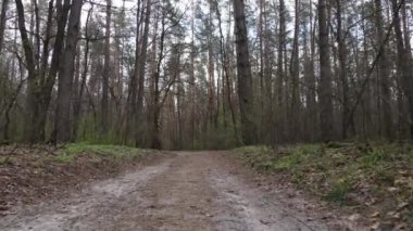 Gün boyunca ormanda yol, ağır çekim.