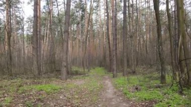 Gün boyunca ormanda yol, ağır çekim.