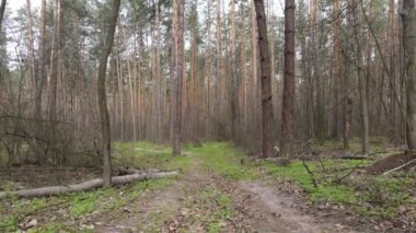 Gün boyunca ormanda yol, ağır çekim.