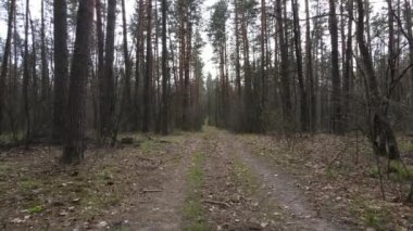 Gün boyunca ormanda yol, ağır çekim.