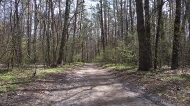 Gün boyunca ormanda yol, ağır çekim.