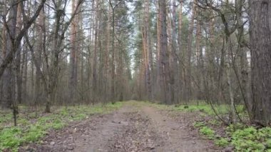 Gün boyunca ormanda yol, ağır çekim.