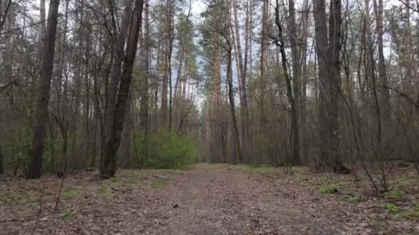 Droga w lesie w ciągu dnia, zwolnione tempo — Wideo stockowe