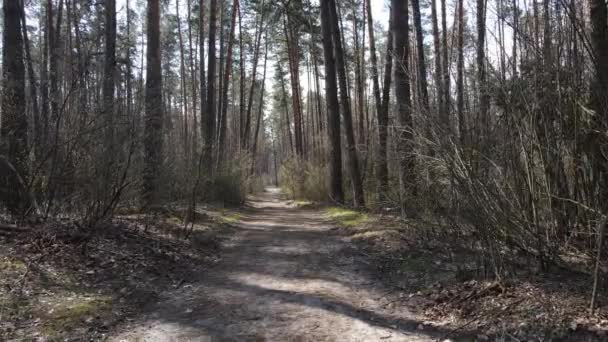 Estrada na floresta durante o dia, câmera lenta — Vídeo de Stock
