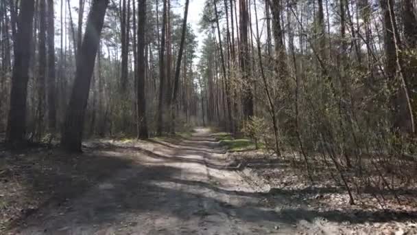 Overdag weg in het bos, slow motion — Stockvideo