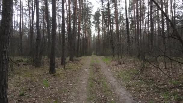 Väg i skogen under dagen, slow motion — Stockvideo