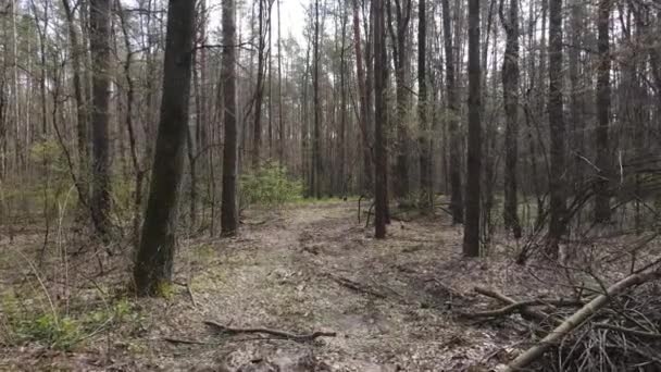 Út az erdőben nappal, lassított felvétel — Stock videók