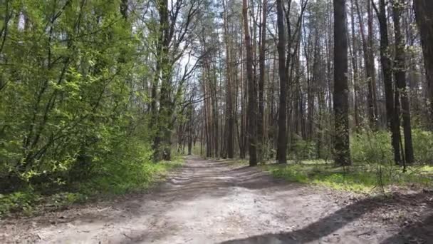 Estrada na floresta durante o dia, câmera lenta — Vídeo de Stock