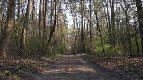 Camino en el bosque durante el día, cámara lenta — Vídeos de Stock