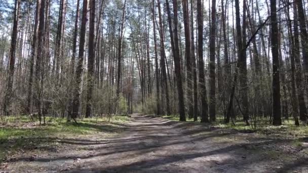 Camino en el bosque durante el día, cámara lenta — Vídeo de stock