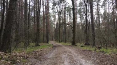 Ormanın içindeki yolun havadan görüntüsü.