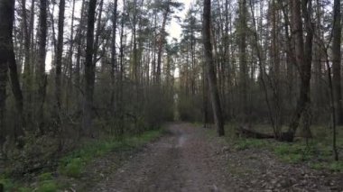 Ormanın içindeki yolun havadan görüntüsü.
