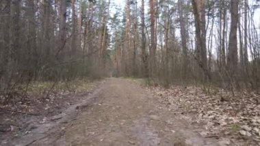 Ormanın içindeki yolun havadan görüntüsü.