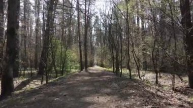 Ormanın içindeki yolun havadan görüntüsü.