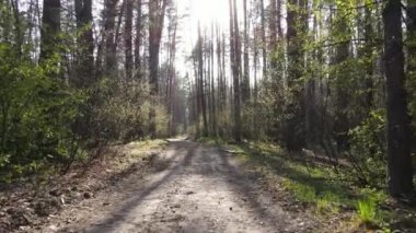 Ormanın içindeki yolun havadan görüntüsü.