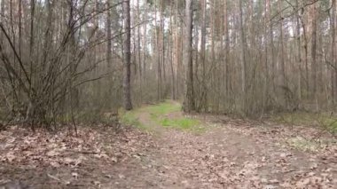 Ormanın içindeki yolun havadan görüntüsü.