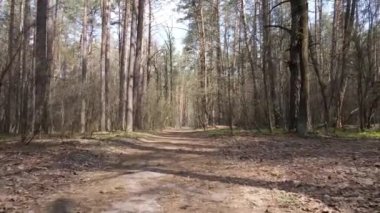 Ormanın içindeki yolun havadan görüntüsü.