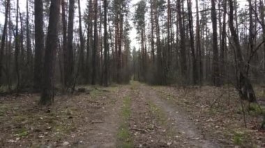 Ormanın içindeki yolun havadan görüntüsü.