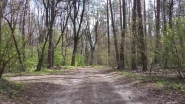 Ormanın içindeki yolun havadan görüntüsü.