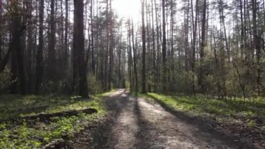 Ormanın içindeki yolun havadan görüntüsü.