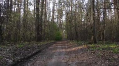 Ormanın içindeki yolun havadan görüntüsü.