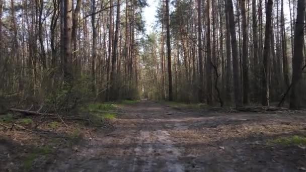 Luftaufnahme der Straße im Wald — Stockvideo