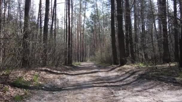 Vista aerea della strada all'interno del bosco — Video Stock