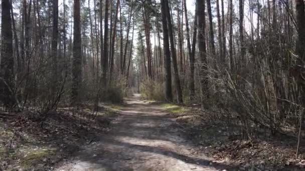 Widok z lotu ptaka na drogę wewnątrz lasu — Wideo stockowe