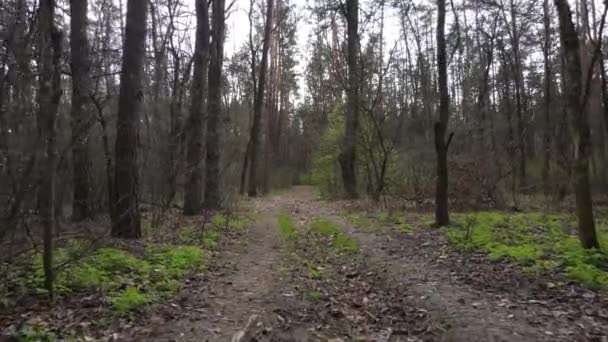 Flygfoto över vägen inne i skogen — Stockvideo