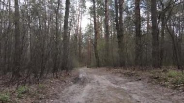 Ormanın içindeki yolun havadan görüntüsü.