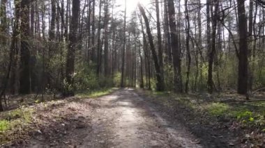 Ormanın içindeki yolun havadan görüntüsü.