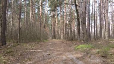 Ormanın içindeki yolun havadan görüntüsü.