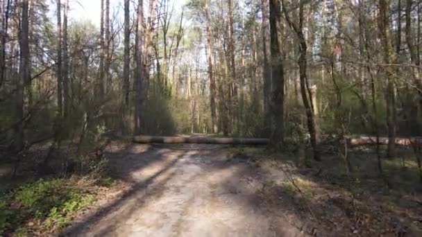 森林内道路的空中景观 — 图库视频影像