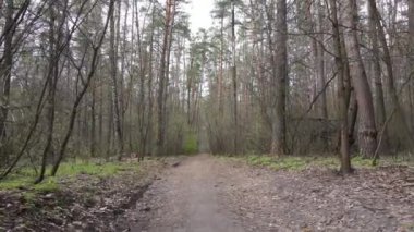 Ormanın içindeki yolun havadan görüntüsü.