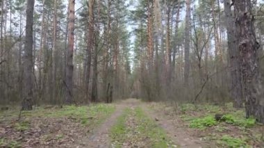 Ormanın içindeki yolun havadan görüntüsü.