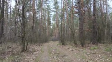 Ormanın içindeki yolun havadan görüntüsü.