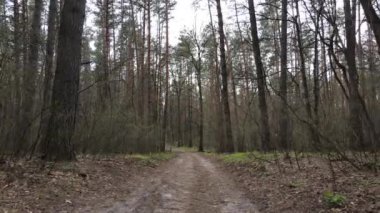 Ormanın içindeki yolun havadan görüntüsü.