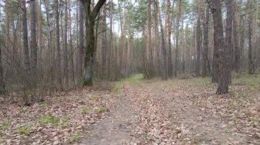 Ormanın içindeki yolun havadan görüntüsü.