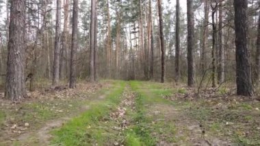 Ormanın içindeki yolun havadan görüntüsü.