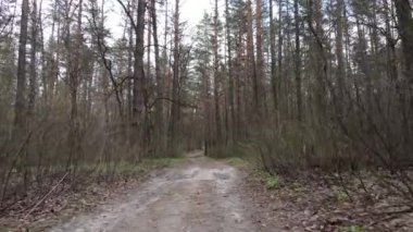 Ormanın içindeki yolun havadan görüntüsü.