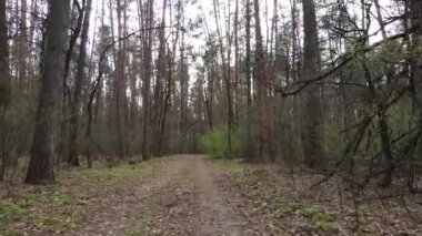 Ormanın içindeki yolun havadan görüntüsü.