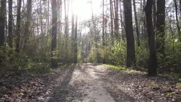 Vista aérea de la carretera dentro del bosque — Vídeo de stock