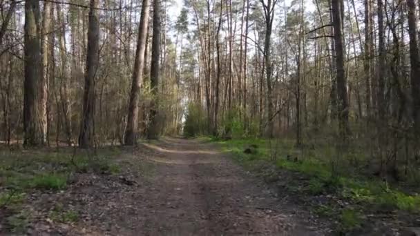 Вид с воздуха на дорогу внутри леса — стоковое видео