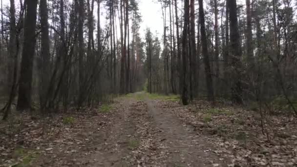 Flygfoto över vägen inne i skogen — Stockvideo