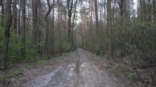 Vista aerea della strada all'interno del bosco — Video Stock